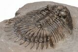Long-Spined Thysanopeltis Trilobite - Bigaa, Morocco #221218-5